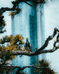 Low angle view of bird perching on tree