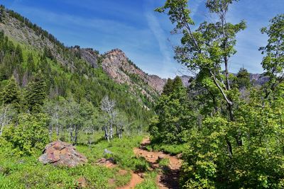 Lake blanche forest twin peaks wilderness, wasatch national forest in big cottonwood canyon utah. 