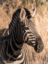 Close-up of zebra on field