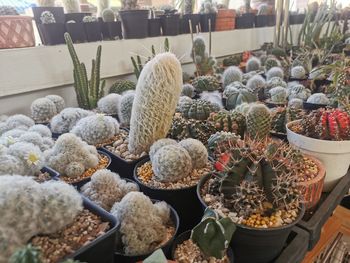 High angle view of cactus for sale at market stall