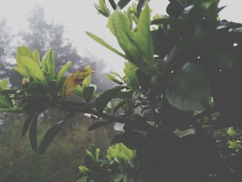 Low angle view of plants