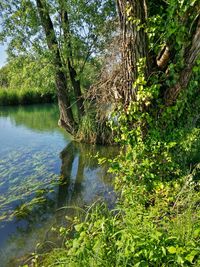 Reflection of trees in water