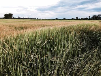 Scenic view of wheat field against sky