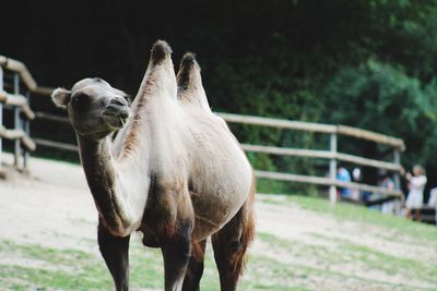 Close-up of a horse on field