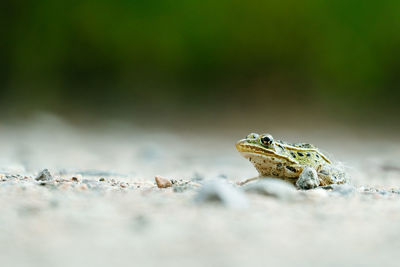 Close-up of frog on rock