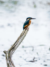 Bird perching on a rock