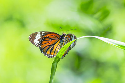 Close-up of butterfly pollinating flower