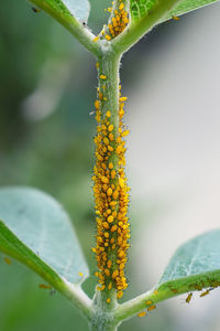 Close-up of green leaves