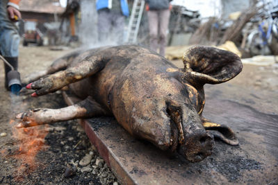 Low section of butcher standing by dead pig on metal