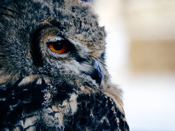 Close-up portrait of owl