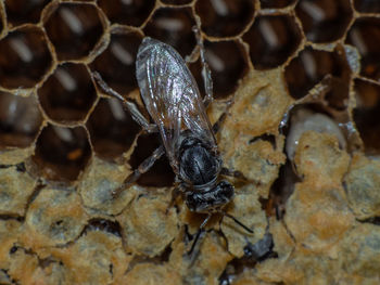 Close-up of insect on rock