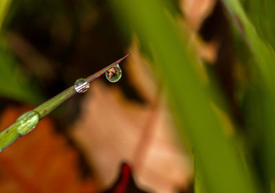 Close-up of raindrops on leaf