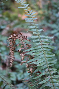 Close-up of plant