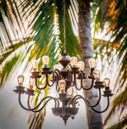Low angle view of palm tree