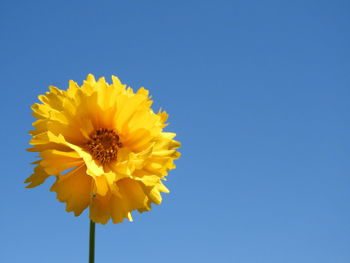 Low angle view of sunflower against blue sky