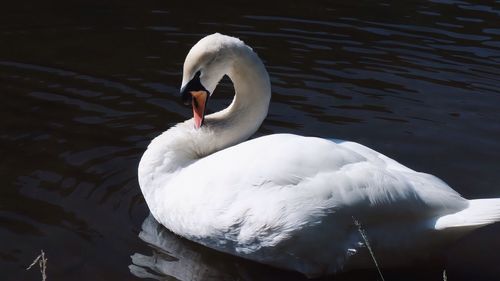 White swan in calm lake