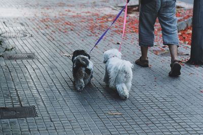 Low section of man with dogs walking outdoors