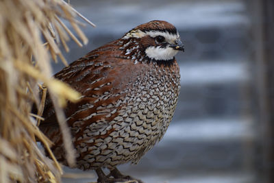 Close-up portrait of quail