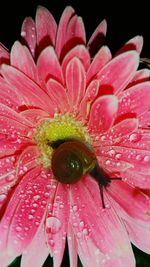 Close-up of water drops on pink flower