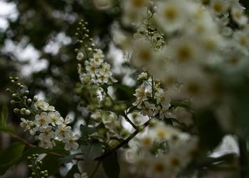 Close-up of flowers on tree