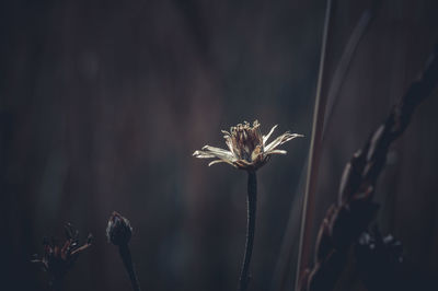 plant