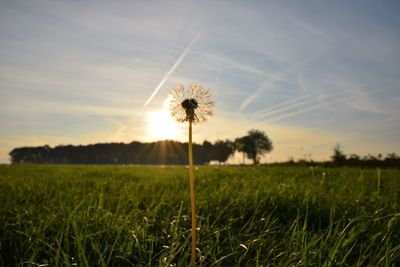 Close-up of crops growing on field against sky