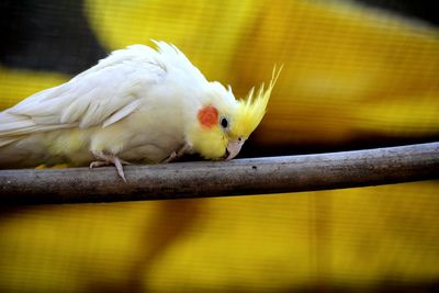 Close-up of bird perching on yellow flower