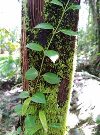 Close-up of ivy growing on tree trunk