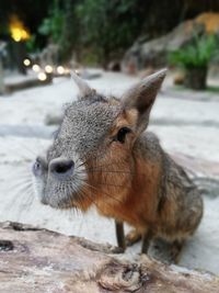 Close-up of an animal