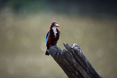 White throated kingfisher on a perch