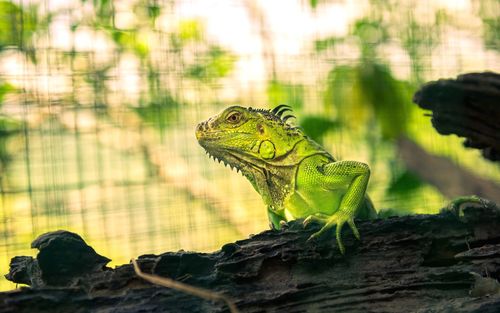 Close-up of lizard on leaf