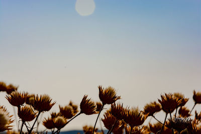 Close-up of flowering plants against clear sky