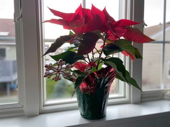 Close-up of red flower vase on window at home