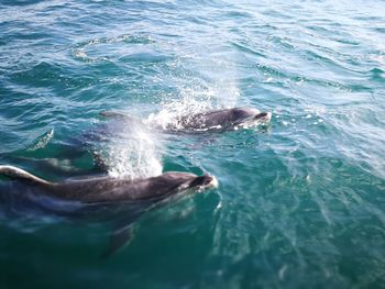 View of whale swimming in sea