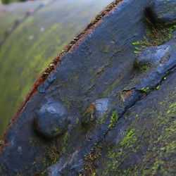 Close-up of lichen on tree stump