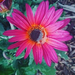 Close-up of flower blooming outdoors