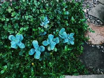 High angle view of flowering plant on field