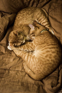 High angle view of cat sleeping