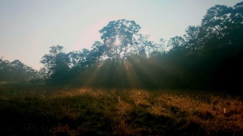 Trees against sky during sunset