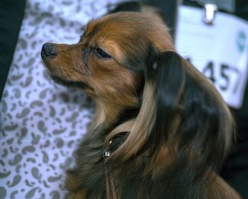 Close-up of dog looking away