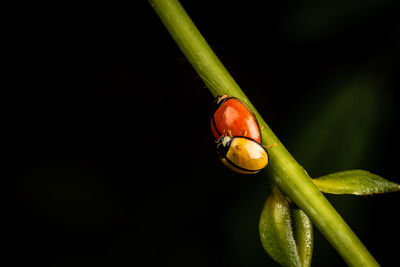 Close-up of tomato over black background