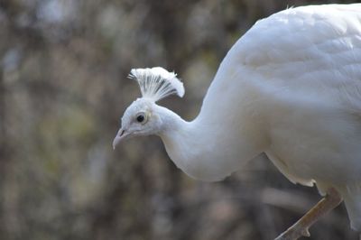 Close-up of albino peacock 