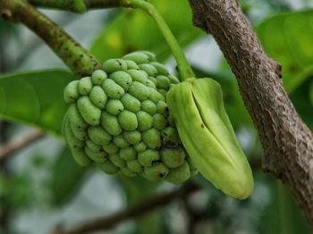 Close-up of fruits growing on tree