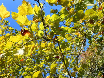 Low angle view of tree against blue sky