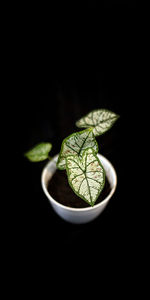 Close-up of green leaves against black background