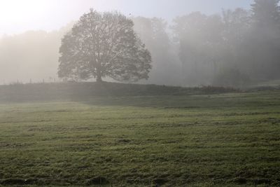 Trees on field against sky