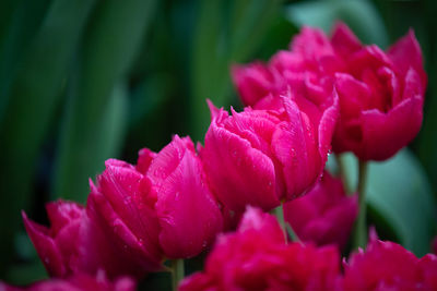 Close-up of pink rose flower in park