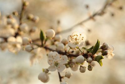 Close-up of cherry blossoms in spring