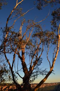 Low angle view of tree against sky during autumn