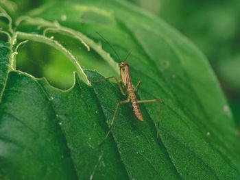 Close-up of insect on leaf